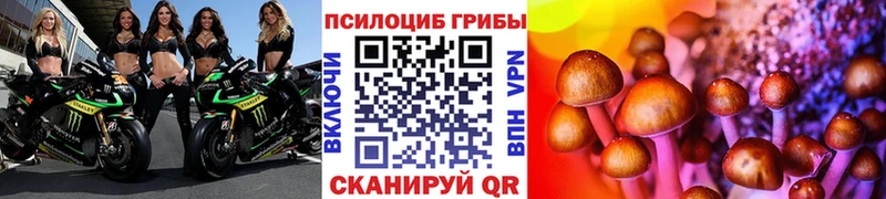 Галлюциногенные грибы Psilocybe  Михайлов 